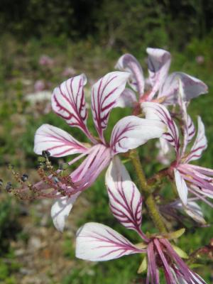 Fraxinelle blanche, Dictame blanc Dictamnus albus L., 1753