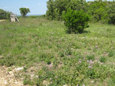 Fraxinelle blanche, Dictame blanc Dictamnus albus L., 1753