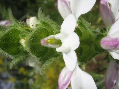 Bellardie, Bartsie trixago, Bellardie Germandrée Bartsia trixago L., 1753