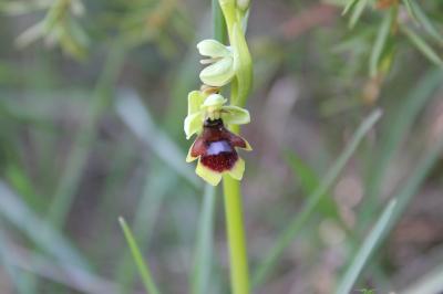 Ophrys d'Aymonin Ophrys aymoninii (Breistr.) Buttler, 1986