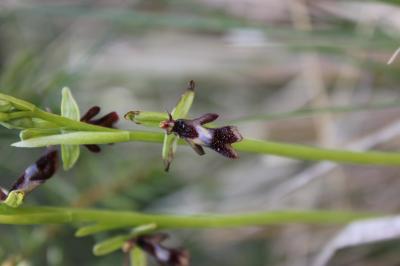 Ophrys mouche Ophrys insectifera L., 1753