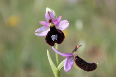 Ophrys de Bertoloni, Ophrys Aurélia Ophrys bertolonii Moretti, 1823