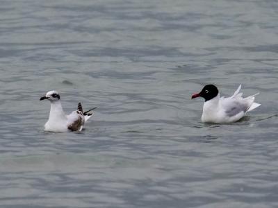 Mouette mélanocéphale Ichthyaetus melanocephalus (Temminck, 1820)