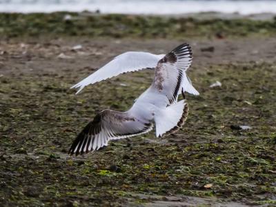 Mouette mélanocéphale Ichthyaetus melanocephalus (Temminck, 1820)