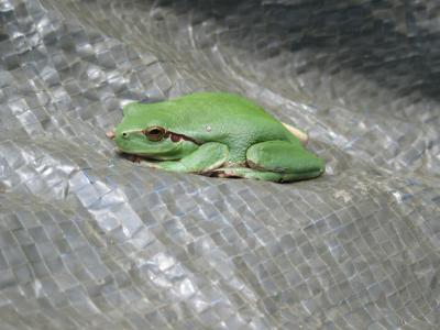 Rainette méridionale Hyla meridionalis Boettger, 1874