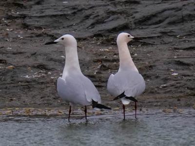 Goéland railleur Chroicocephalus genei (Brême, 1839)