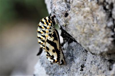 Damier de la Succise (Le), Artémis (L'), Damier pr Euphydryas aurinia (Rottemburg, 1775)