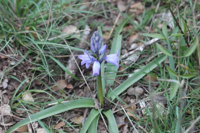 Jacinthe d'Espagne Hyacinthoides hispanica (Mill.) Rothm., 1944