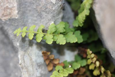 Doradille de Pétrarque Asplenium petrarchae (Guérin) DC., 1815