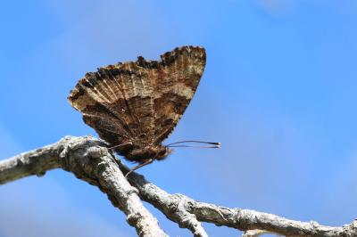 Grande Tortue (La), Vanesse de l'Orme (La), Grand- Nymphalis polychloros (Linnaeus, 1758)