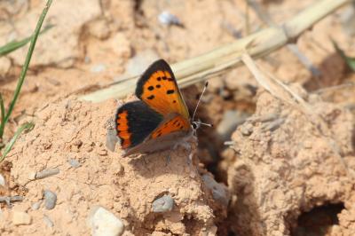 Cuivré commun (Le), Argus bronzé (L'), Bronzé (Le) Lycaena phlaeas (Linnaeus, 1760)