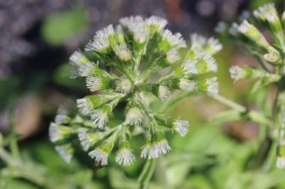 Pétasite blanc Petasites albus (L.) Gaertn., 1791
