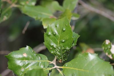  Aceria ilicis (Canestrini, 1890)