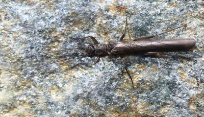 Plécoptères Plecoptera Burmeister, 1839