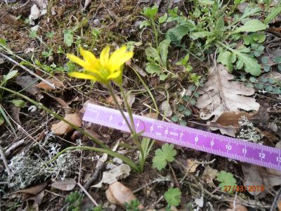 Gagée du Lubéron Gagea luberonensis J.-M.Tison, 1998