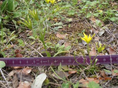 Gagée du Lubéron Gagea luberonensis J.-M.Tison, 1998