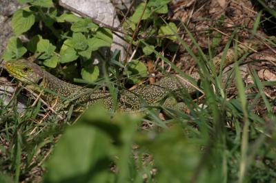 Lézard ocellé Timon lepidus (Daudin, 1802)