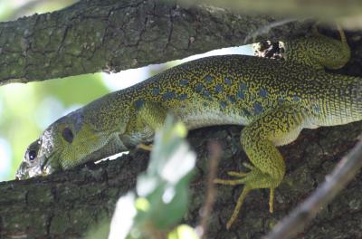 Lézard ocellé Timon lepidus (Daudin, 1802)