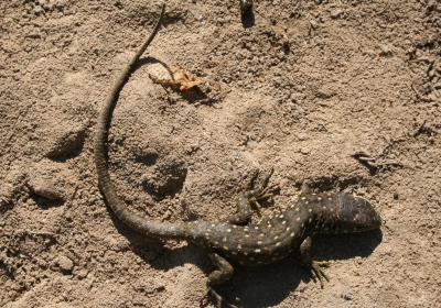 Lézard ocellé Timon lepidus (Daudin, 1802)