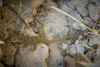 Lézard ocellé Timon lepidus (Daudin, 1802)