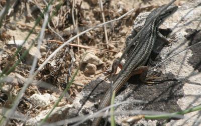 Psammodrome algire Psammodromus algirus (Linnaeus, 1758)