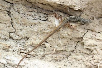 Psammodrome algire Psammodromus algirus (Linnaeus, 1758)