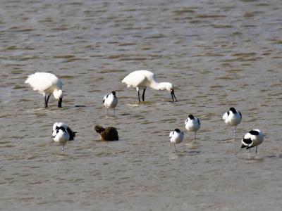 Spatule blanche Platalea leucorodia Linnaeus, 1758