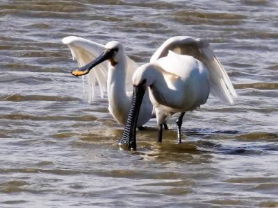 Spatule blanche Platalea leucorodia Linnaeus, 1758