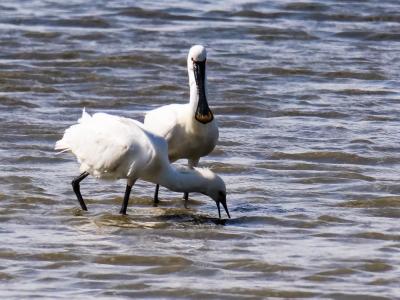 Spatule blanche Platalea leucorodia Linnaeus, 1758