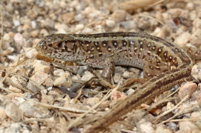 Lézard des souches Lacerta agilis Linnaeus, 1758