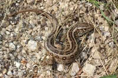 Lézard des souches Lacerta agilis Linnaeus, 1758