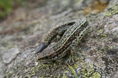 Lézard vivipare Zootoca vivipara (Lichtenstein, 1823)