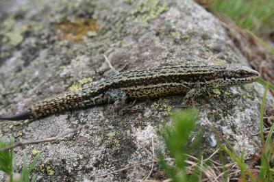 Lézard vivipare Zootoca vivipara (Lichtenstein, 1823)