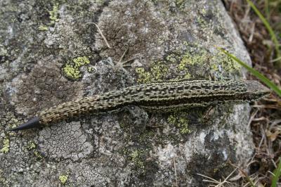 Lézard vivipare Zootoca vivipara (Lichtenstein, 1823)