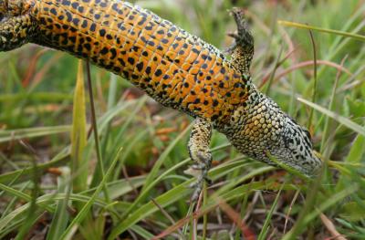 Lézard vivipare Zootoca vivipara (Lichtenstein, 1823)
