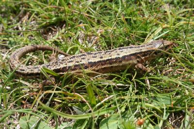 Lézard vivipare Zootoca vivipara (Lichtenstein, 1823)