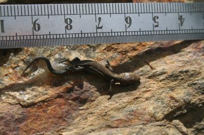 Lézard vivipare Zootoca vivipara (Lichtenstein, 1823)