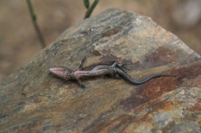 Lézard vivipare Zootoca vivipara (Lichtenstein, 1823)