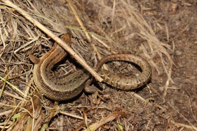 Lézard vivipare Zootoca vivipara (Lichtenstein, 1823)