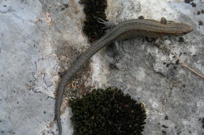 Lézard vivipare Zootoca vivipara (Lichtenstein, 1823)