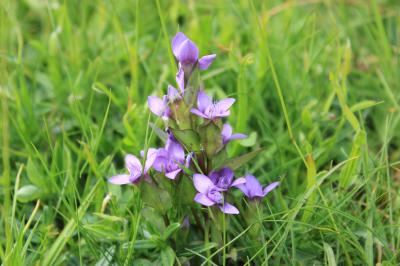 Gentianelle des champs, Gentiane champêtre Gentianella campestris (L.) Börner, 1912