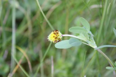 Trèfle jaune doré Trifolium spadiceum L., 1755