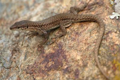 Lézard catalan Podarcis liolepis (Boulenger, 1905)