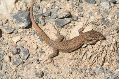 Lézard catalan Podarcis liolepis (Boulenger, 1905)