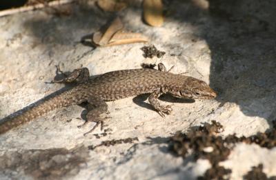 Lézard catalan Podarcis liolepis (Boulenger, 1905)