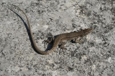 Lézard catalan Podarcis liolepis (Boulenger, 1905)