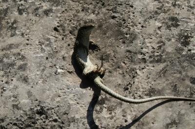 Lézard catalan Podarcis liolepis (Boulenger, 1905)