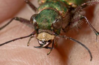 Cicindèle champêtre Cicindela campestris Linnaeus, 1758