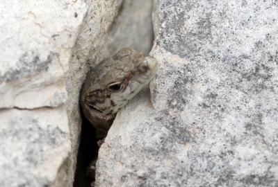 Lézard catalan Podarcis liolepis (Boulenger, 1905)
