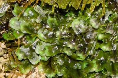  Pellia epiphylla (L.) Corda, 1829